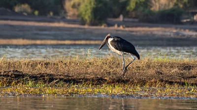 20250726_062838_safari_botswana.webp