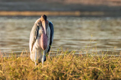 20250726_063059_safari_botswana.webp