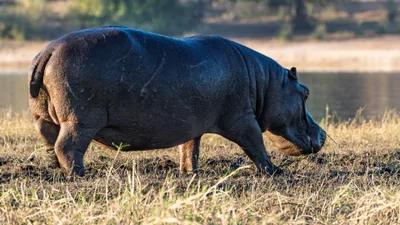 20250726_063317_safari_botswana.webp