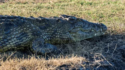 20250726_070916_safari_botswana.webp