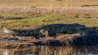 20250726_070921_safari_botswana.webp