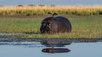 20250726_071701_safari_botswana.webp