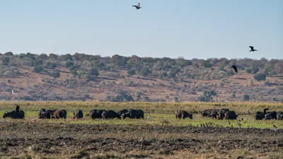 20250726_075440_safari_botswana.webp