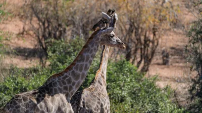 20250726_131901_safari_botswana.webp