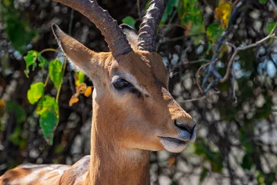 20250726_133423_safari_botswana.webp