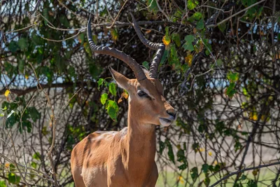 20250726_133428_safari_botswana.webp
