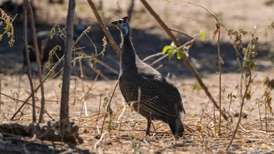 20250726_133539_safari_botswana.webp