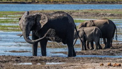 20250726_134254_safari_botswana.webp