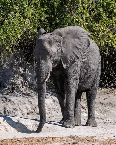 20250726_134758_safari_botswana.webp