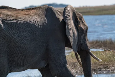 20250726_140107_safari_botswana.webp