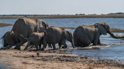 20250726_140431_safari_botswana.webp