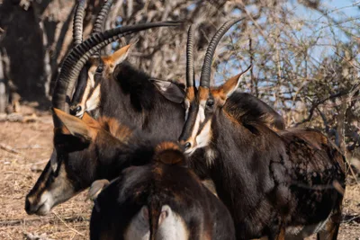20250726_141134_safari_botswana.webp