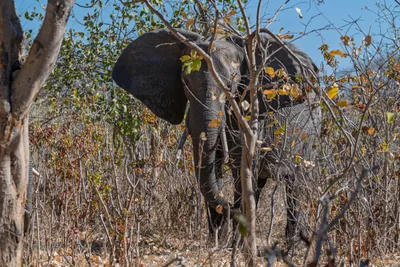 20250726_142352_safari_botswana.webp