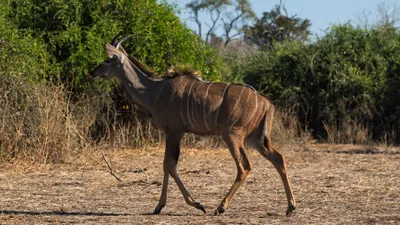 20250726_144141_safari_botswana.webp