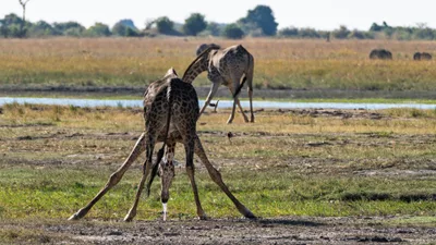 20250726_145236_safari_botswana.webp