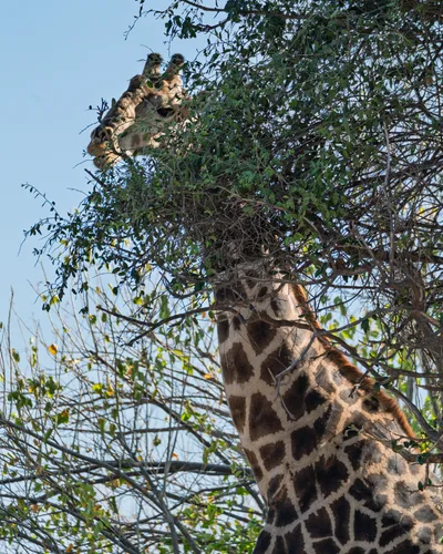 20250726_145450_safari_botswana.webp