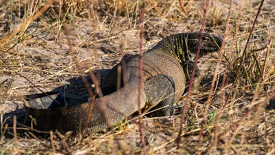20250726_151329_safari_botswana.webp
