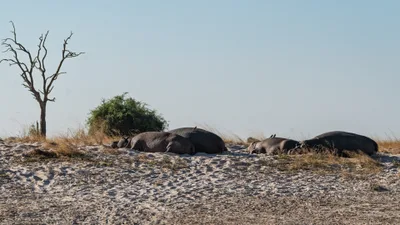 20250726_151838_safari_botswana.webp