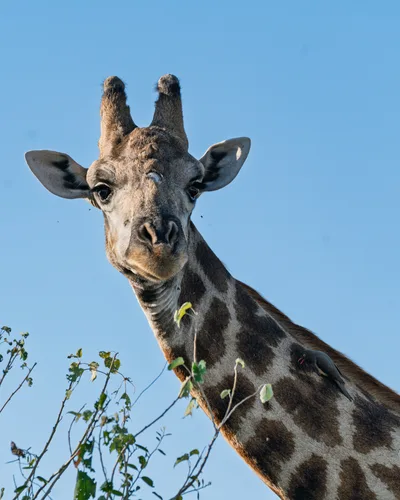 20250726_152201_safari_botswana.webp