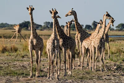 20250726_154747_safari_botswana.webp