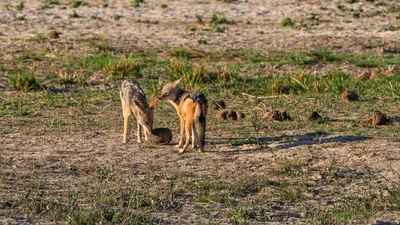 20250726_155322_safari_botswana.webp