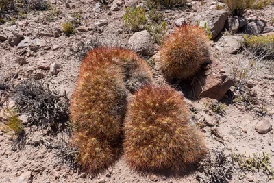 20220219_chile-atacama_0267.webp