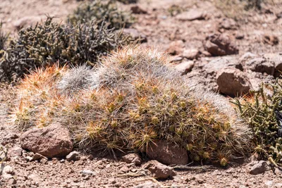 20220219_chile-atacama_0268.webp
