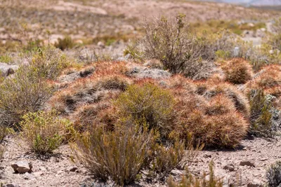 20220219_chile-atacama_0269.webp