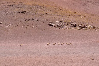 20220219_chile-atacama_0374.webp