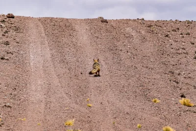 20220219_chile-atacama_0385.webp