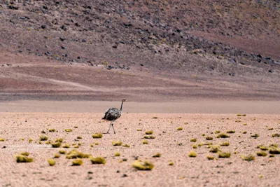 20220219_chile-atacama_0438.webp