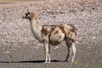 20220219_chile-atacama_0487.webp