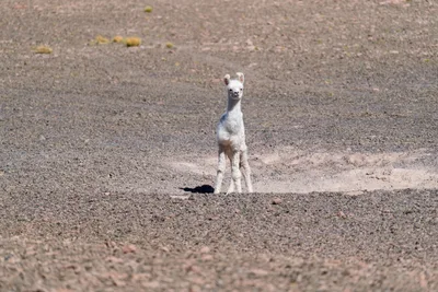 20220219_chile-atacama_0496.webp