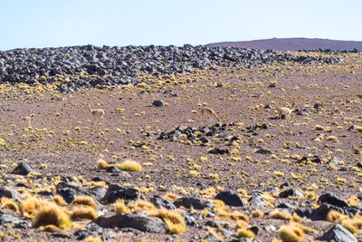 20220219_chile-atacama_0570.webp