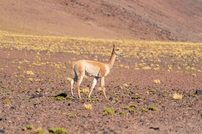 20220219_chile-atacama_0572.webp