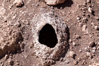 20220220_chile-atacama_0691.webp