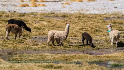 20220221_chile-atacama_0915.webp