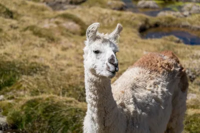 20220221_chile-atacama_0918.webp