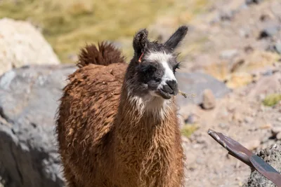 20220221_chile-atacama_0925.webp