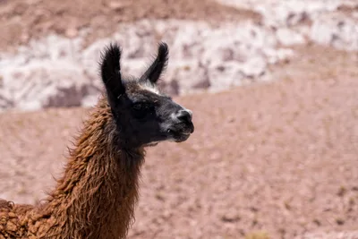 20220223_chile-atacama_1221.webp