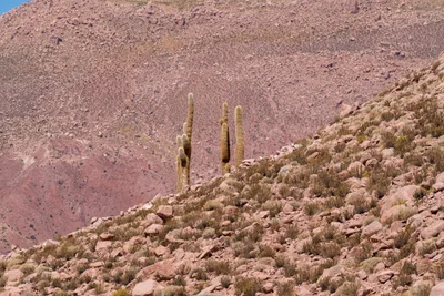20220223_chile-atacama_1249.webp