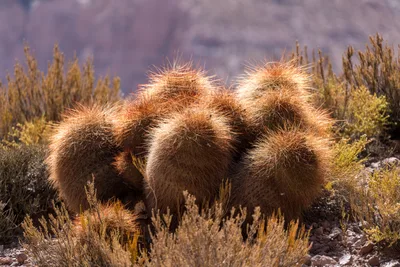 20220223_chile-atacama_1254.webp