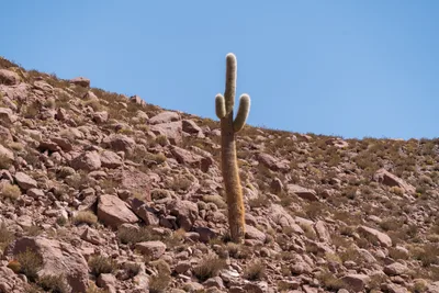 20220223_chile-atacama_1257.webp