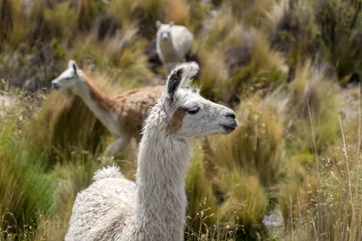 20220225_chile-lauca-las_vicunas0024.webp
