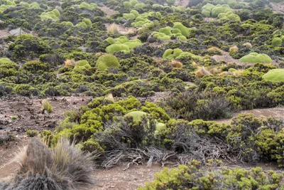 20220225_chile-lauca-las_vicunas0029.webp