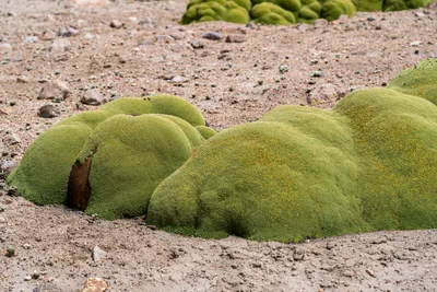 20220225_chile-lauca-las_vicunas0035.webp