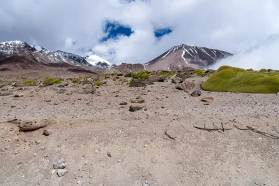 20220225_chile-lauca-las_vicunas0037.webp
