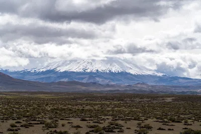 20220226_chile-lauca-las_vicunas0055.webp