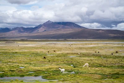 20220226_chile-lauca-las_vicunas0069.webp