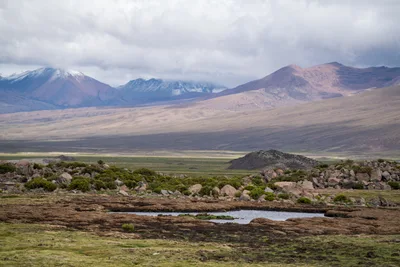 20220226_chile-lauca-las_vicunas0073.webp